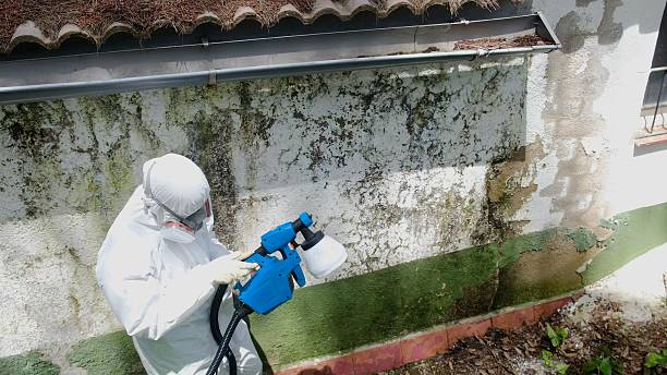 Top rated local Mold Cleanup specialists in Dover, TN